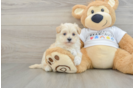Maltipoo Pup Being Cute