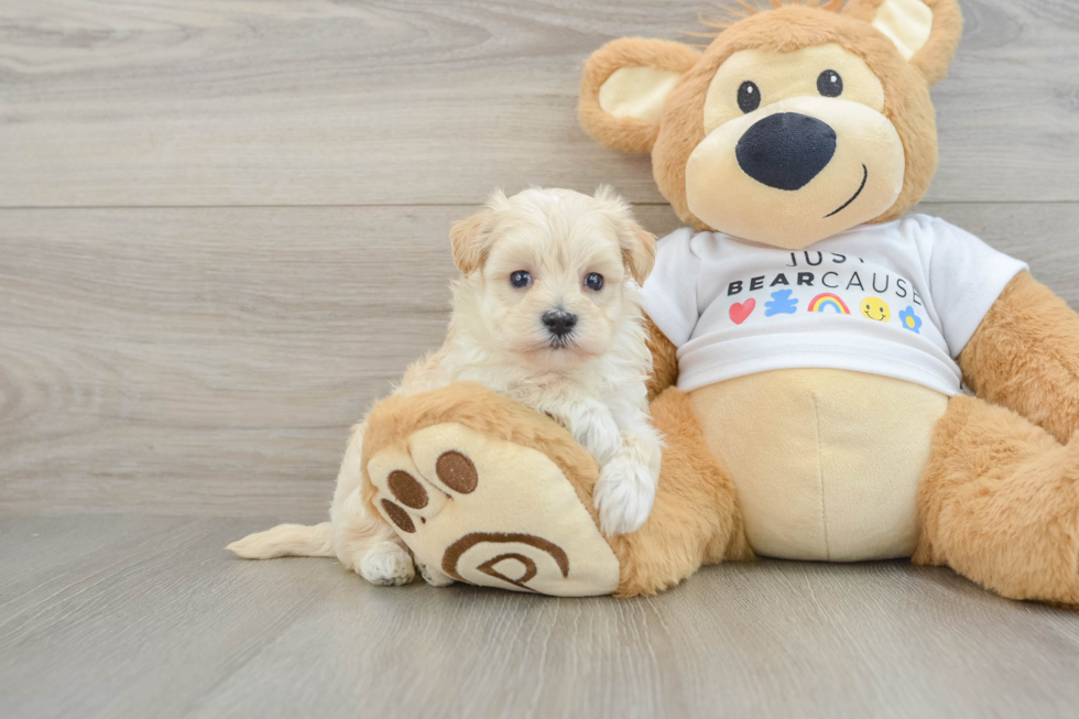 Maltipoo Pup Being Cute