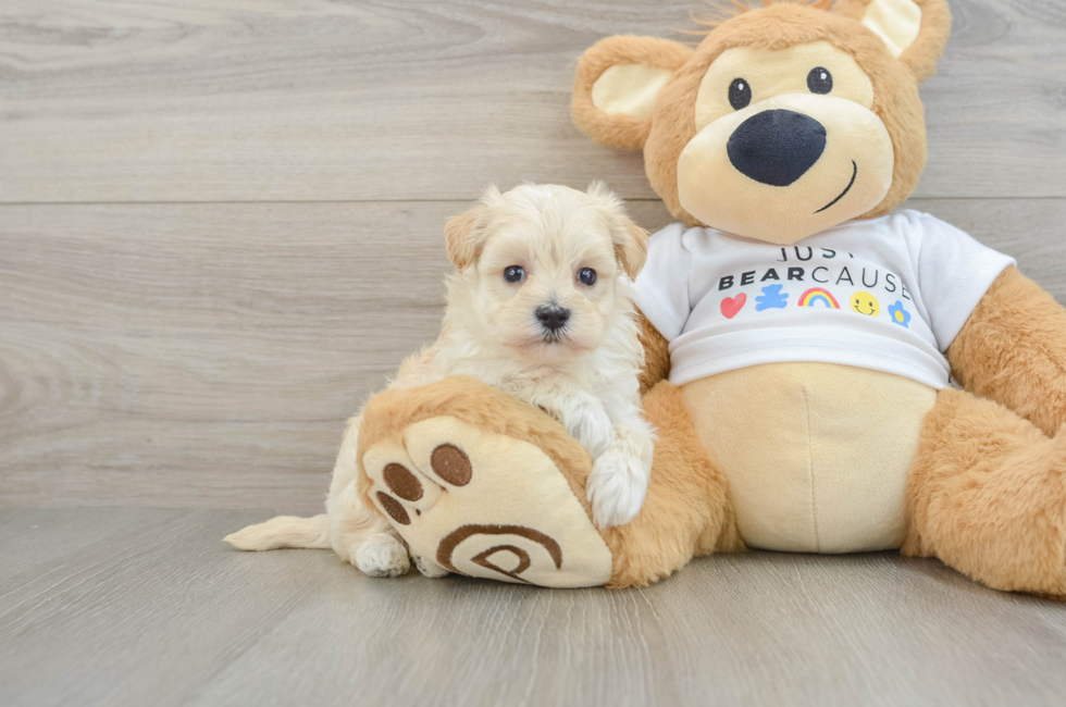 6 week old Maltipoo Puppy For Sale - Lone Star Pups