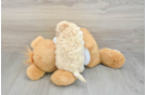 Petite Maltipoo Poodle Mix Pup