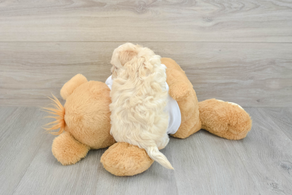 Petite Maltipoo Poodle Mix Pup