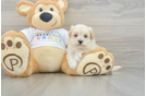 Maltipoo Pup Being Cute