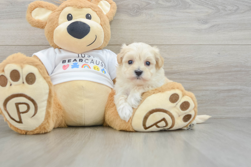 Maltipoo Pup Being Cute