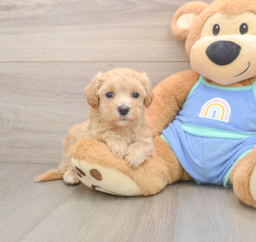 7 week old Maltipoo Puppy For Sale - Lone Star Pups