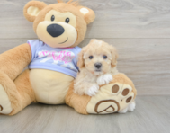 8 week old Maltipoo Puppy For Sale - Lone Star Pups