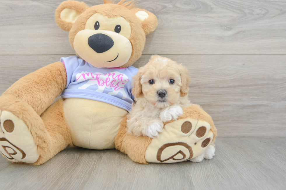 5 week old Maltipoo Puppy For Sale - Lone Star Pups