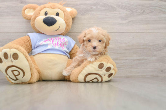 Funny Maltipoo Poodle Mix Pup