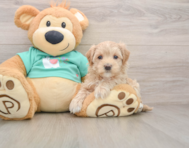 9 week old Maltipoo Puppy For Sale - Lone Star Pups