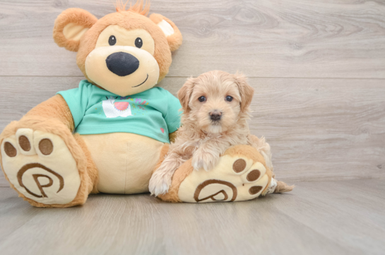 Maltipoo Puppy for Adoption