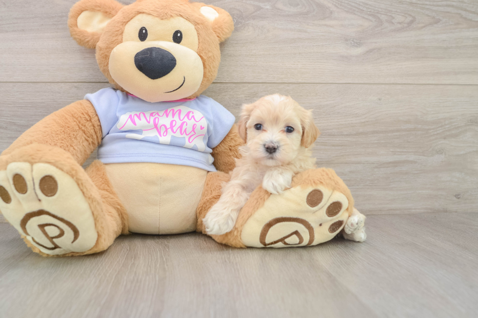 Maltipoo Pup Being Cute