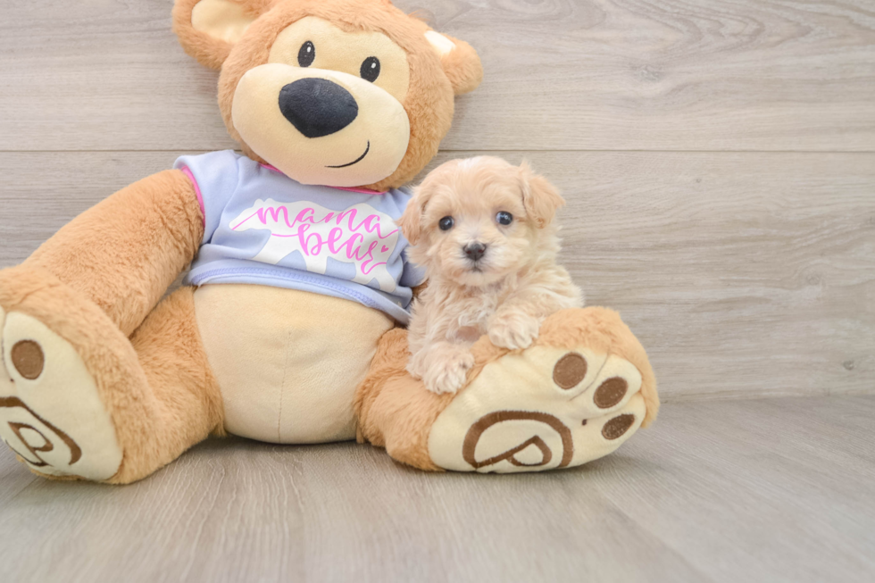 Little Multipoo Poodle Mix Puppy