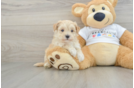 Hypoallergenic Malt Oodle Poodle Mix Puppy