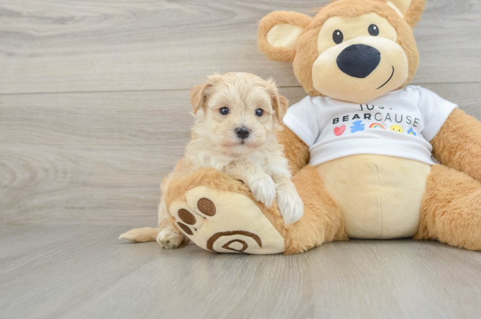 6 week old Maltipoo Puppy For Sale - Lone Star Pups