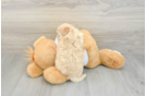 Maltipoo Puppy for Adoption