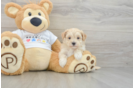 Maltipoo Pup Being Cute