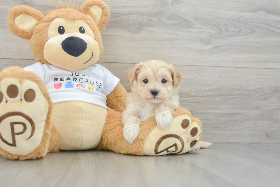 Maltipoo Pup Being Cute