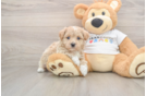Playful Moodle Poodle Mix Puppy