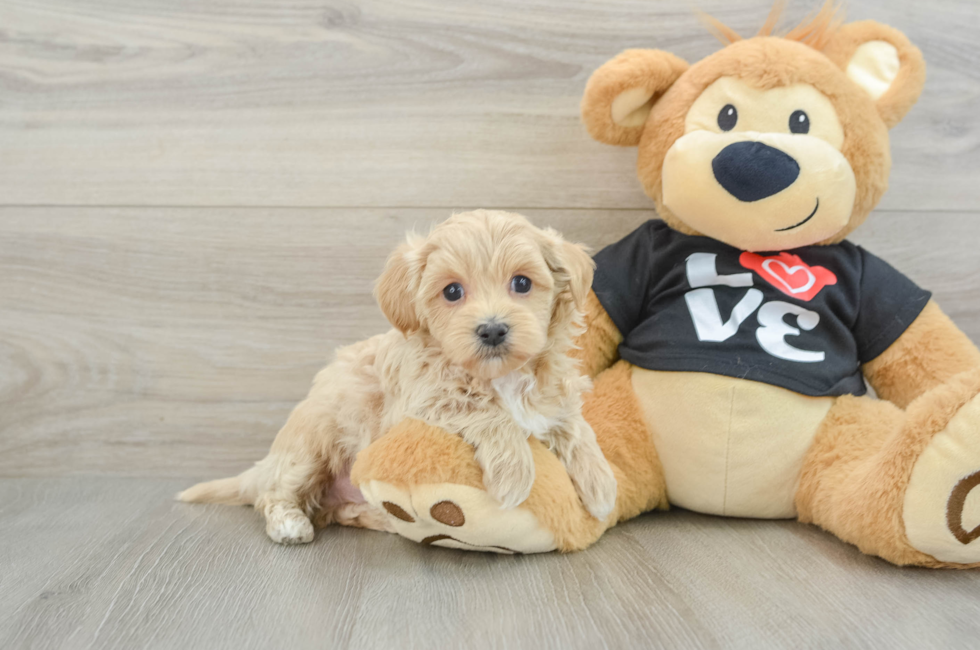 6 week old Maltipoo Puppy For Sale - Lone Star Pups