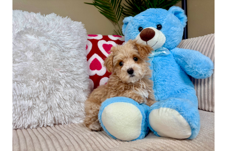 Maltipoo Puppy for Adoption