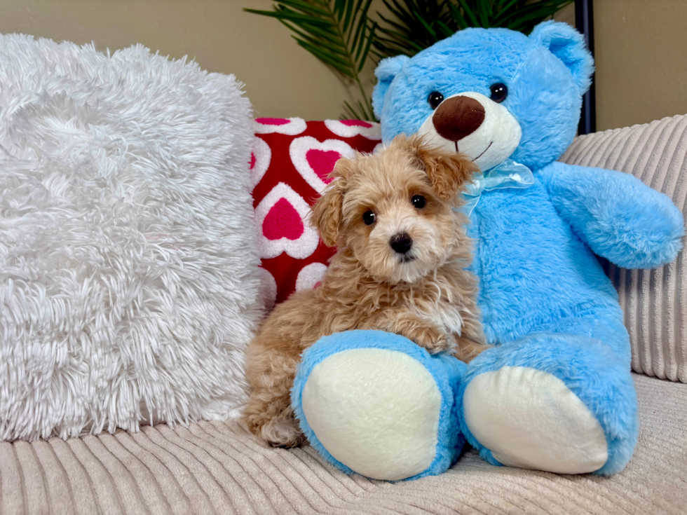 Maltipoo Puppy for Adoption
