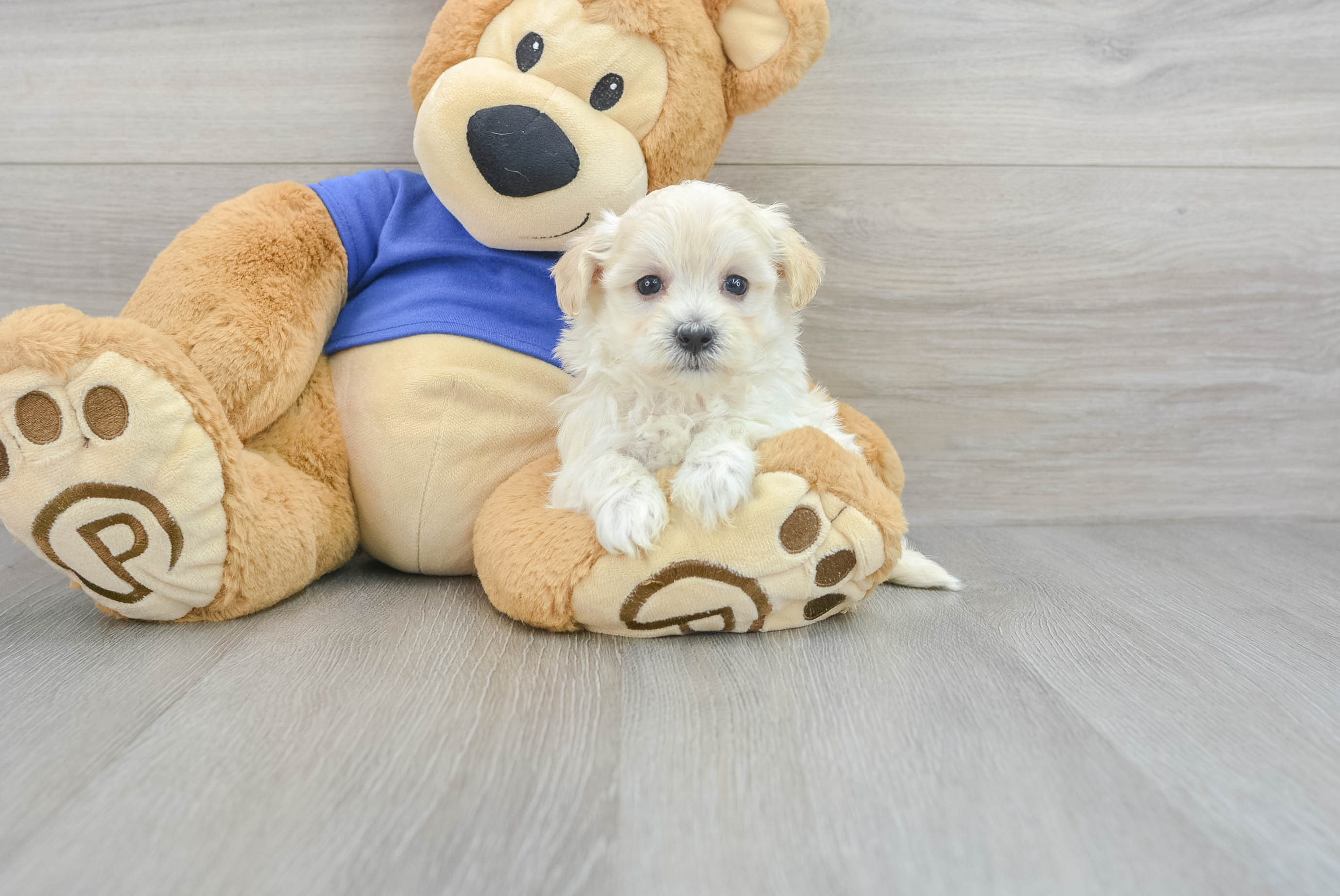 Maltipoo Puppy for Adoption
