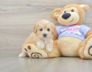 8 week old Maltipoo Puppy For Sale - Lone Star Pups