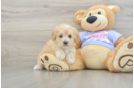 Maltipoo Pup Being Cute