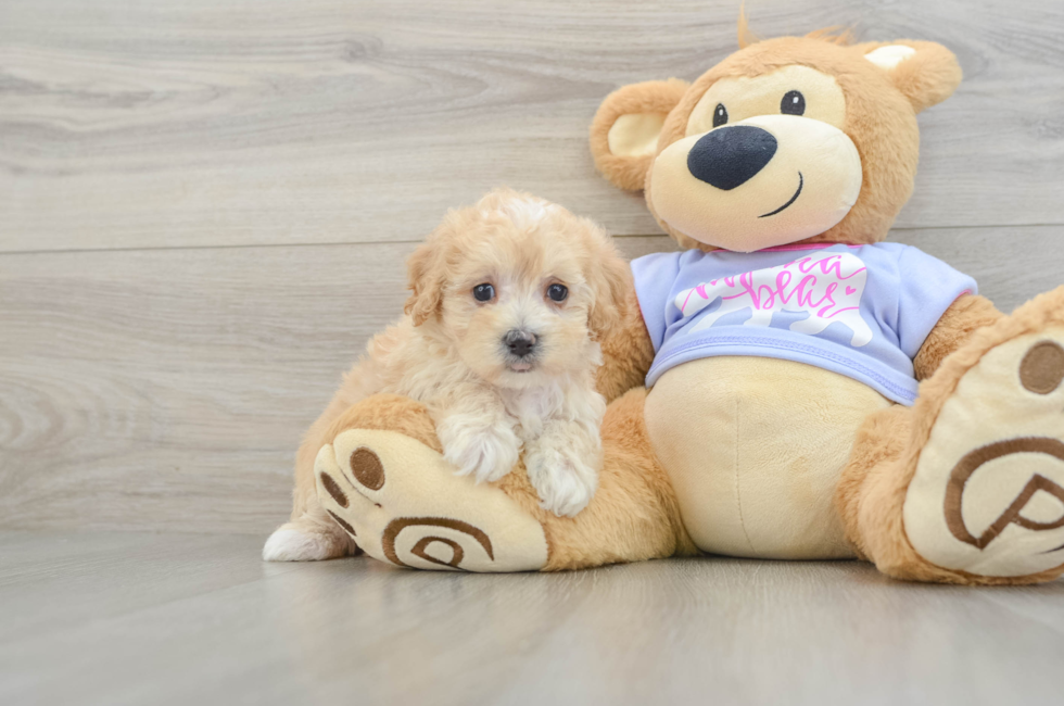 5 week old Maltipoo Puppy For Sale - Lone Star Pups