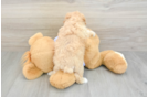 Hypoallergenic Multipoo Poodle Mix Puppy
