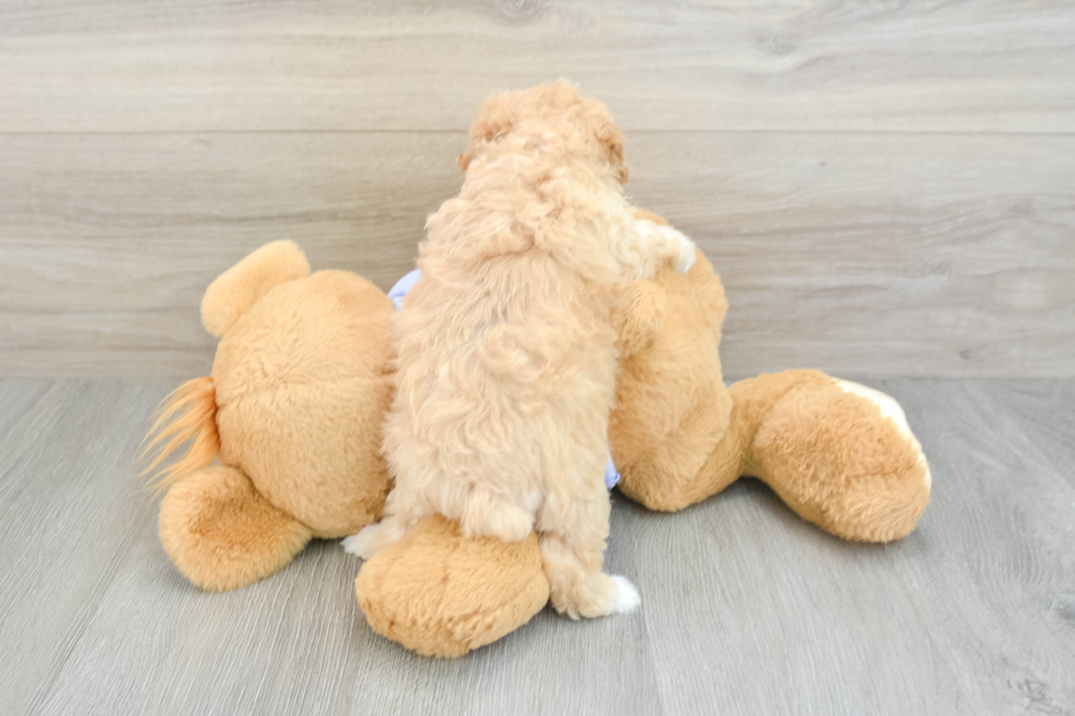 Hypoallergenic Multipoo Poodle Mix Puppy