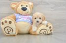 Energetic Maltidoodle Poodle Mix Puppy