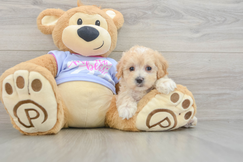 Energetic Maltidoodle Poodle Mix Puppy