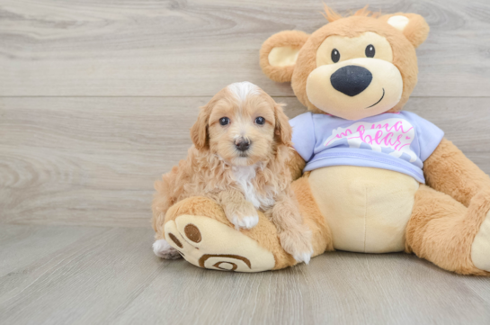 Maltipoo Puppy for Adoption