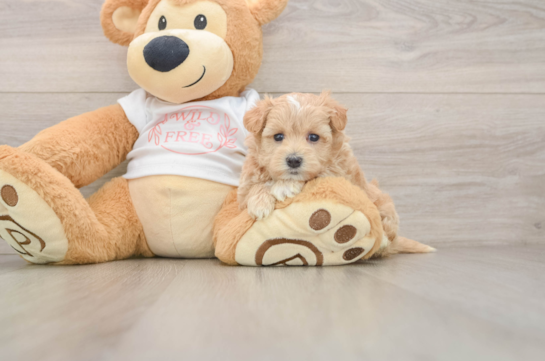 Popular Maltipoo Poodle Mix Pup