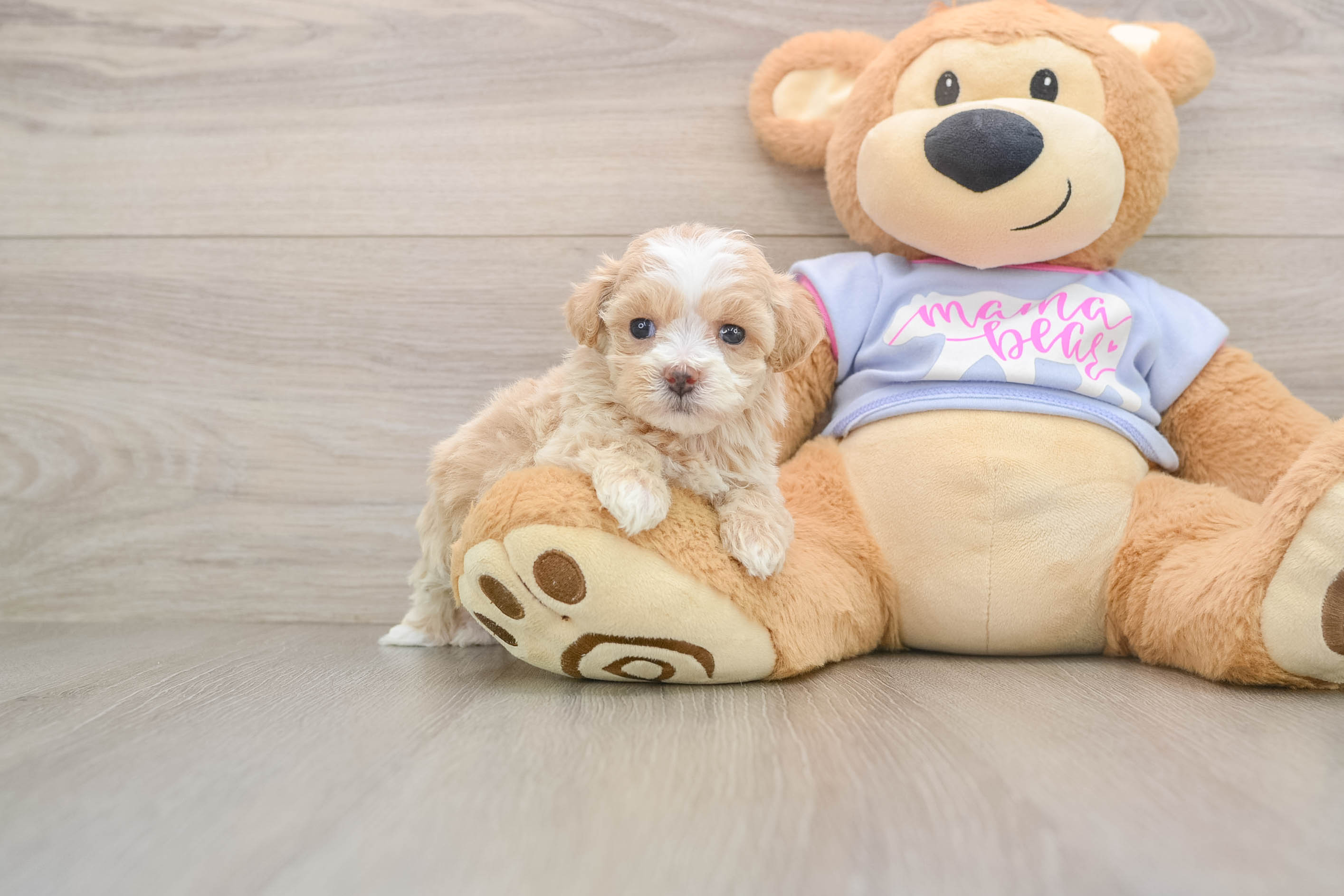 Best Maltipoo Baby