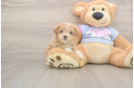 Friendly Maltipoo Baby
