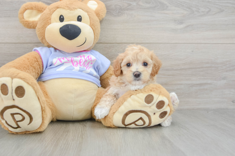 5 week old Maltipoo Puppy For Sale - Lone Star Pups