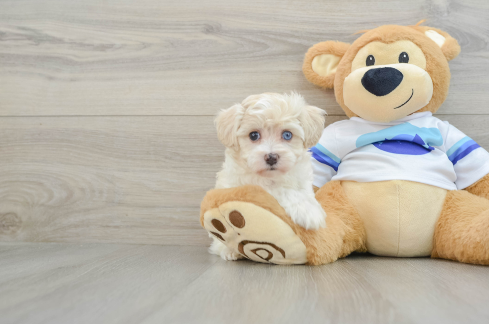 8 week old Maltipoo Puppy For Sale - Lone Star Pups