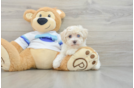 Sweet Maltipoo Baby