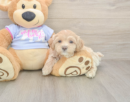 6 week old Maltipoo Puppy For Sale - Lone Star Pups