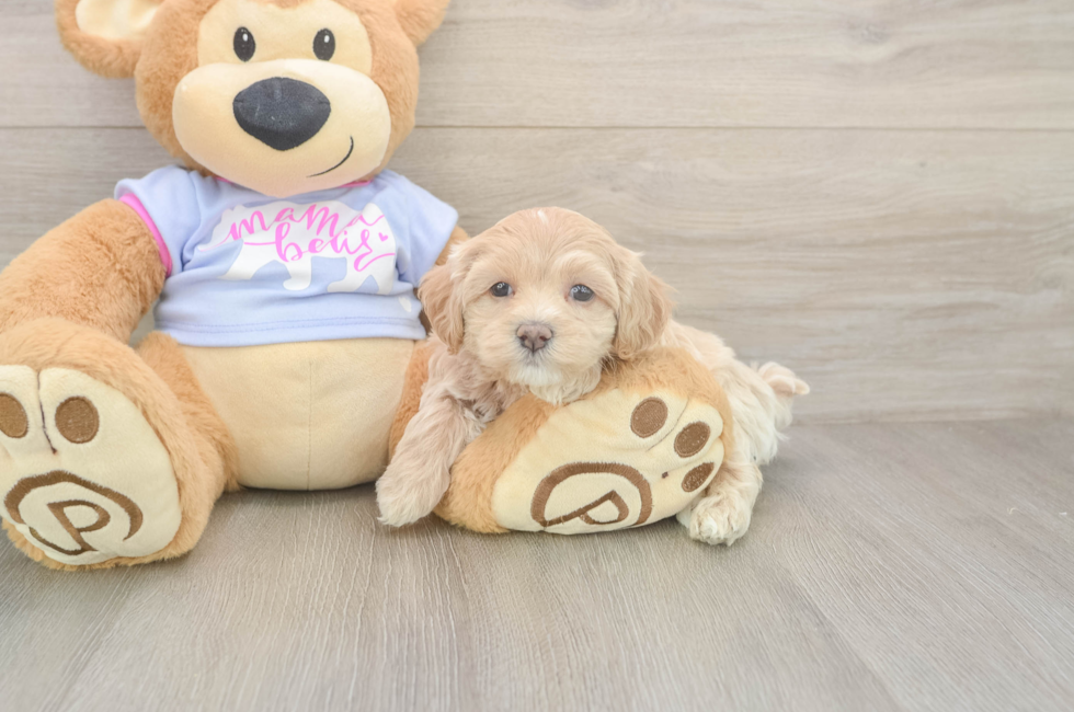 5 week old Maltipoo Puppy For Sale - Lone Star Pups