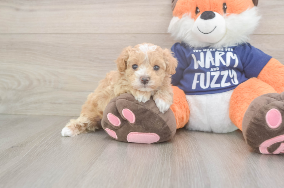 5 week old Maltipoo Puppy For Sale - Lone Star Pups