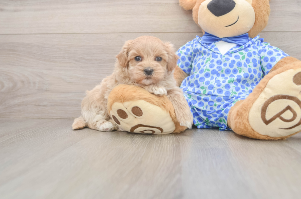 7 week old Maltipoo Puppy For Sale - Lone Star Pups