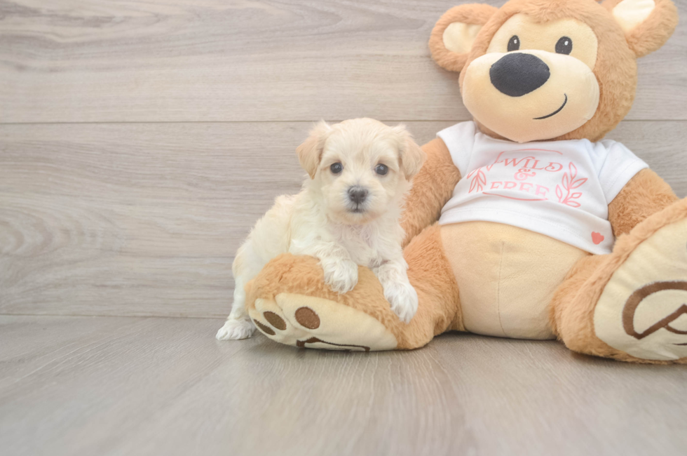 5 week old Maltipoo Puppy For Sale - Lone Star Pups