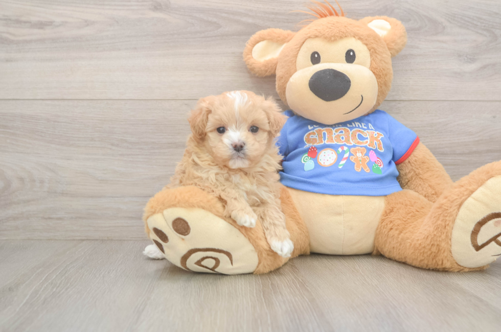 5 week old Maltipoo Puppy For Sale - Lone Star Pups