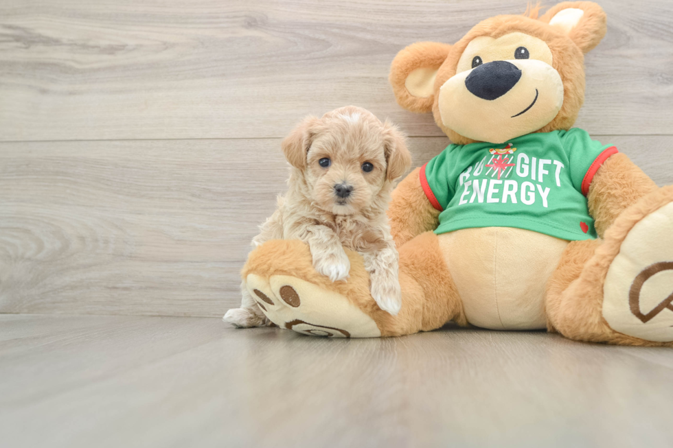 Sweet Maltipoo Baby
