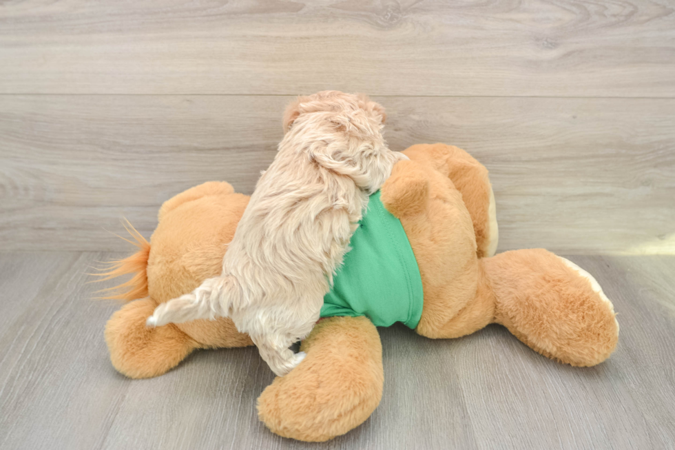 Maltipoo Puppy for Adoption