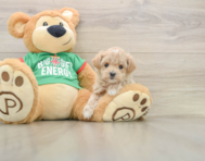 6 week old Maltipoo Puppy For Sale - Lone Star Pups