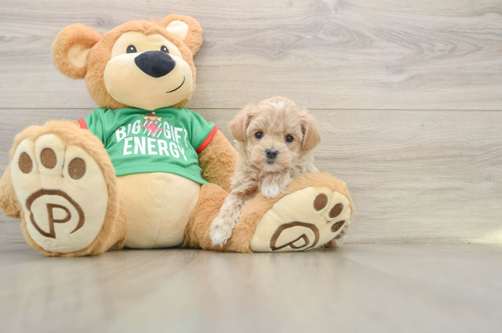 6 week old Maltipoo Puppy For Sale - Lone Star Pups