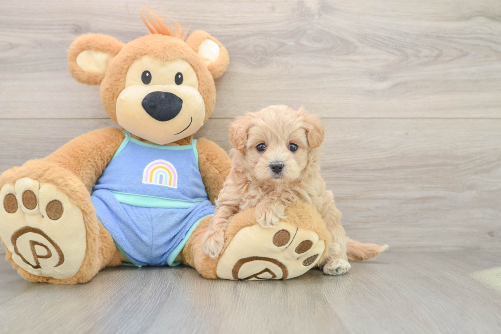 Maltipoo Puppy for Adoption
